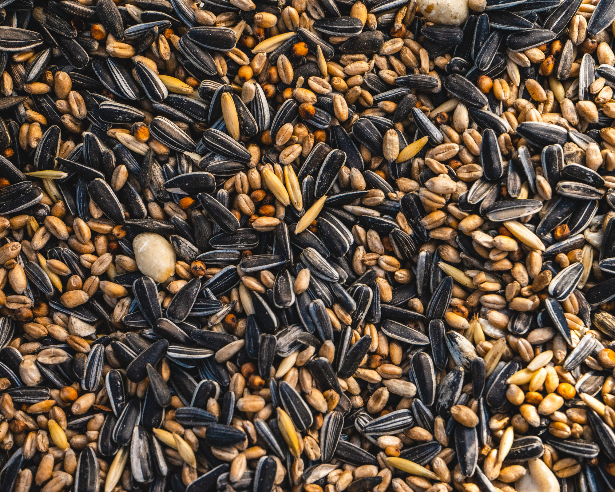 Bird seed mix with black sunflower seeds