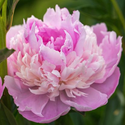 Sorbet peony with full pink flowers