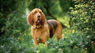 a large bloodhound stands in a sunny garden