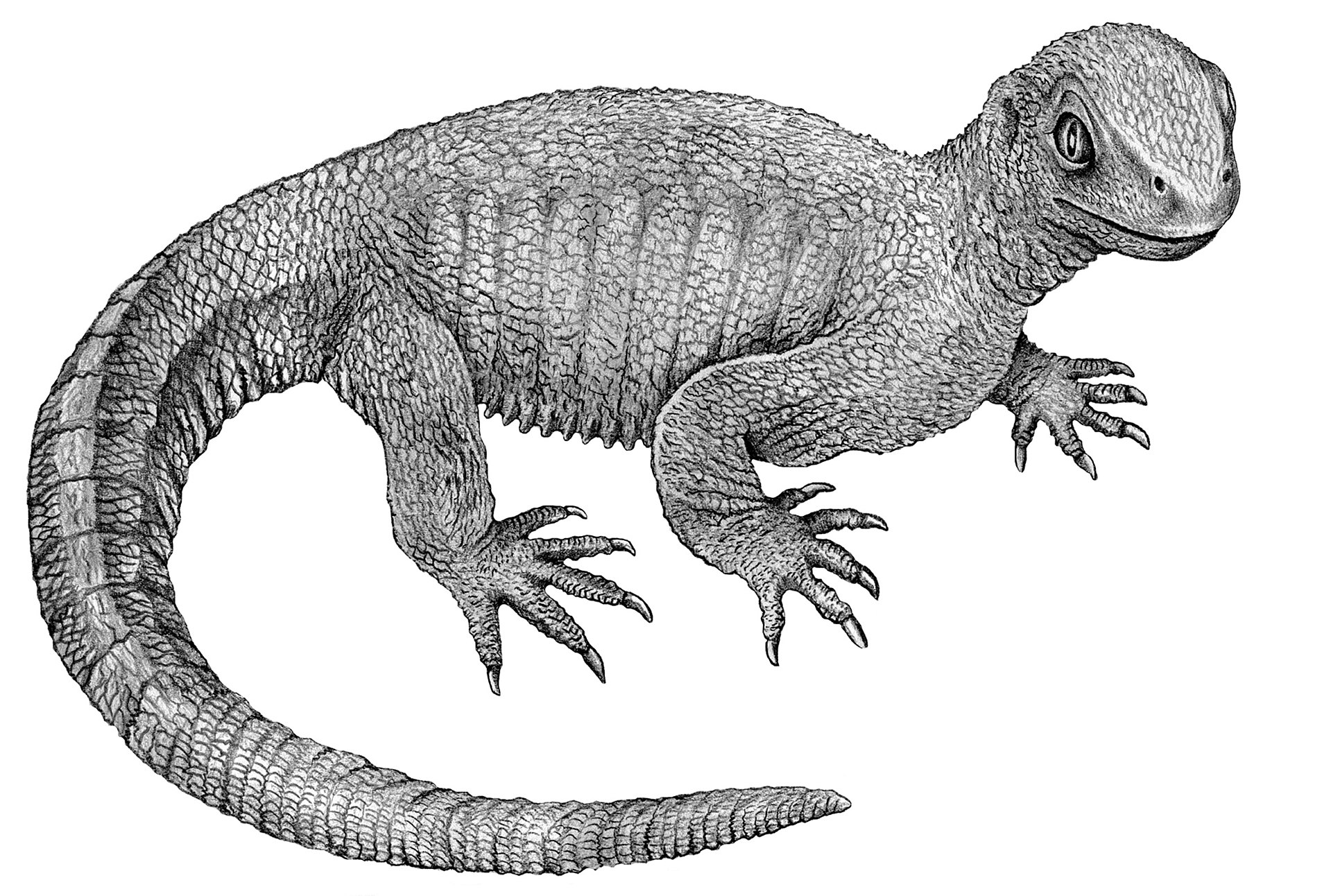 <em></p>Pappochelys rosinae </em> yra šiuolaikinių vėžlių, gyvenusių prieš 240 milijonų metų, protėvis be apvalkalo.