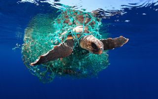 Loggerhead sea turtles often navigate treacherous trash when they migrate across the Atlantic Ocean.