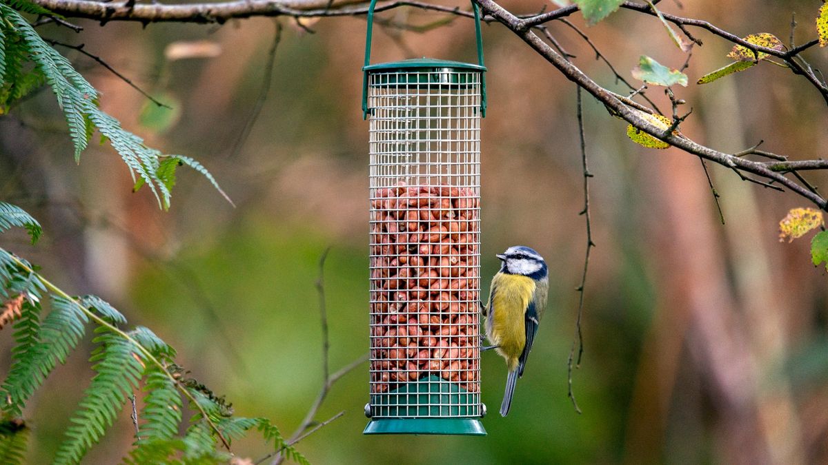 Bird eating peanut bird food from bird feeder