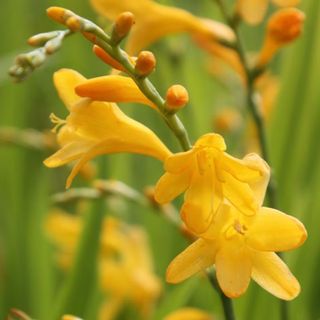 picture of yellow crocosmia flowers