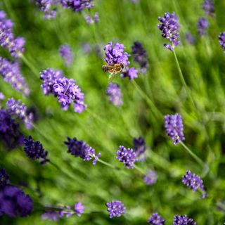 Close up of bee on lavender flower