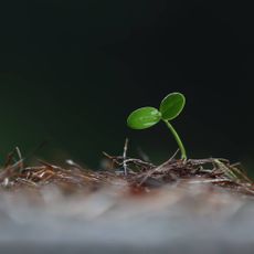 Cotyledons on a new seedling