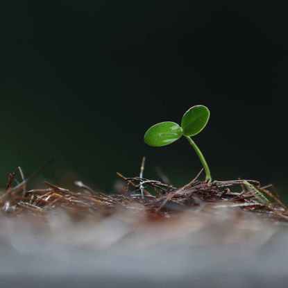 Cotyledons on a new seedling