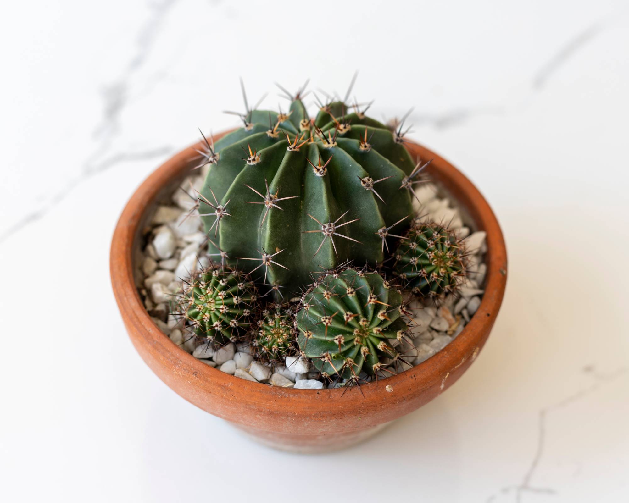 Cactus with pups ready to propagate