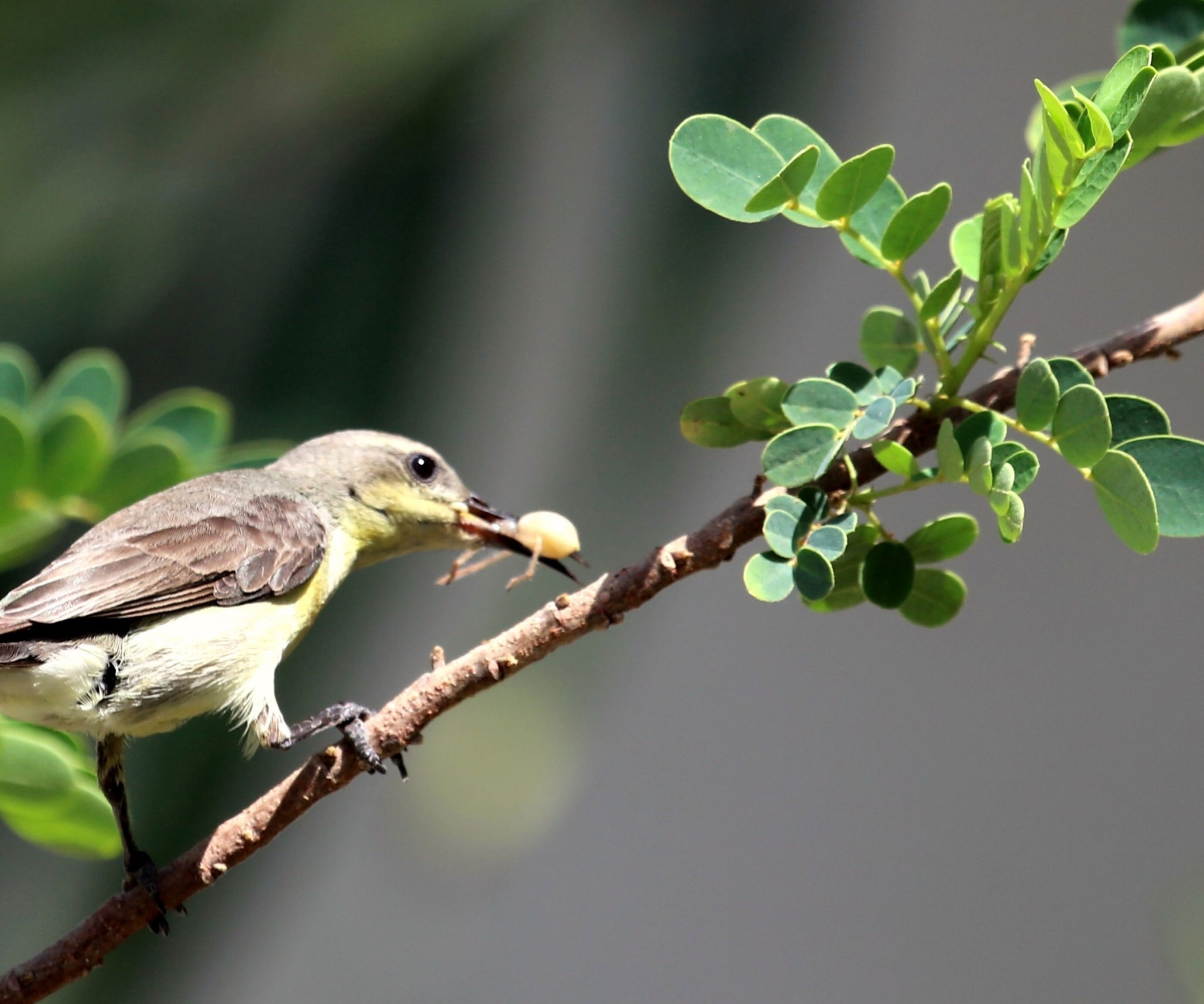 hummingbird eating spider on branch of tree