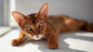 Abyssinian