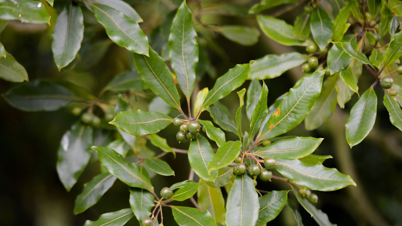 Bay tree with berries