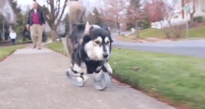 Dog with 3D-printed prosthetics can now run free