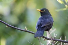 The blackbird has adapted from living in forests to living alongside humans in urban environments. Credit: Getty