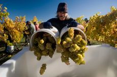 New-Zealand-Aromatic-Whites-Greywacke-Riesling-Harvest-2010