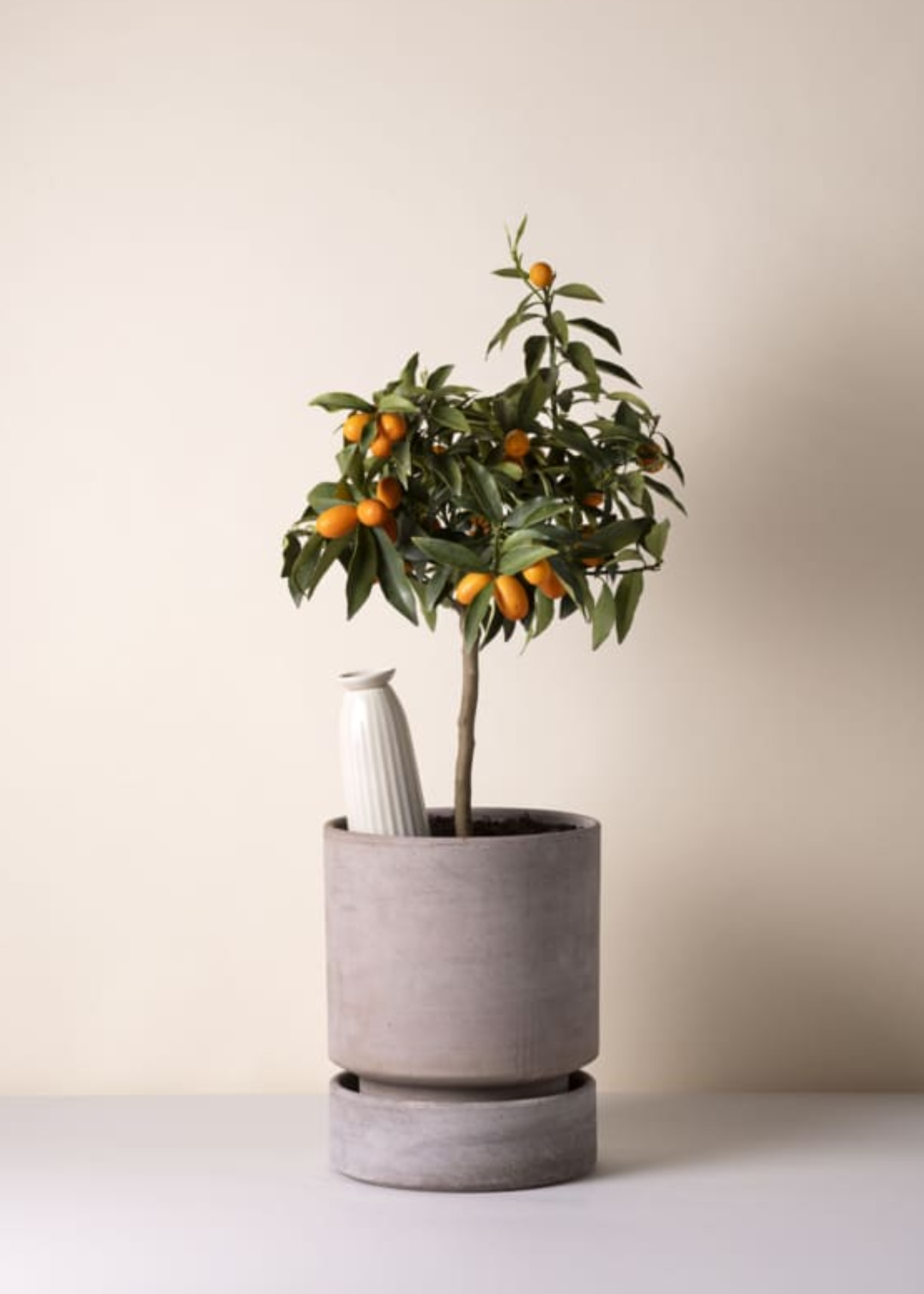 A small citrus tree with a sandstone Water Cacti Cove from Bergs Potter