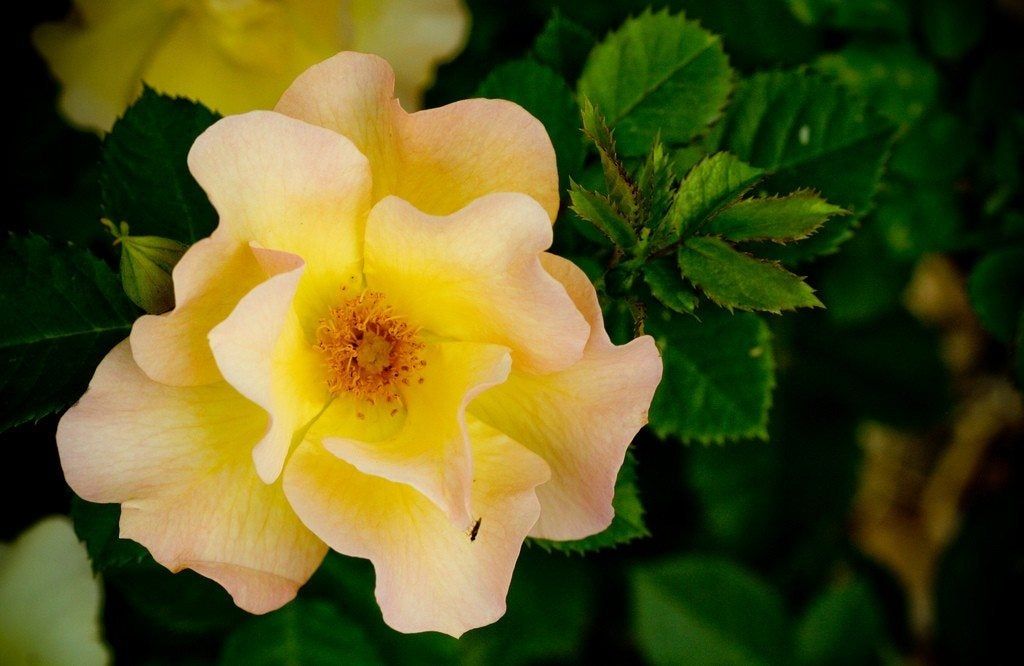Information On Parkland Roses | Gardening Know How