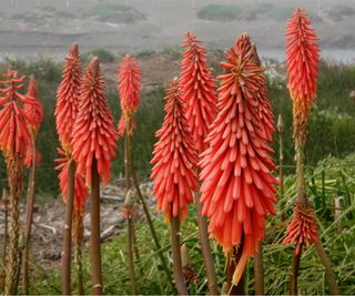 Red hot poker red poco