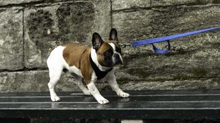 French bulldog pulling back on leash