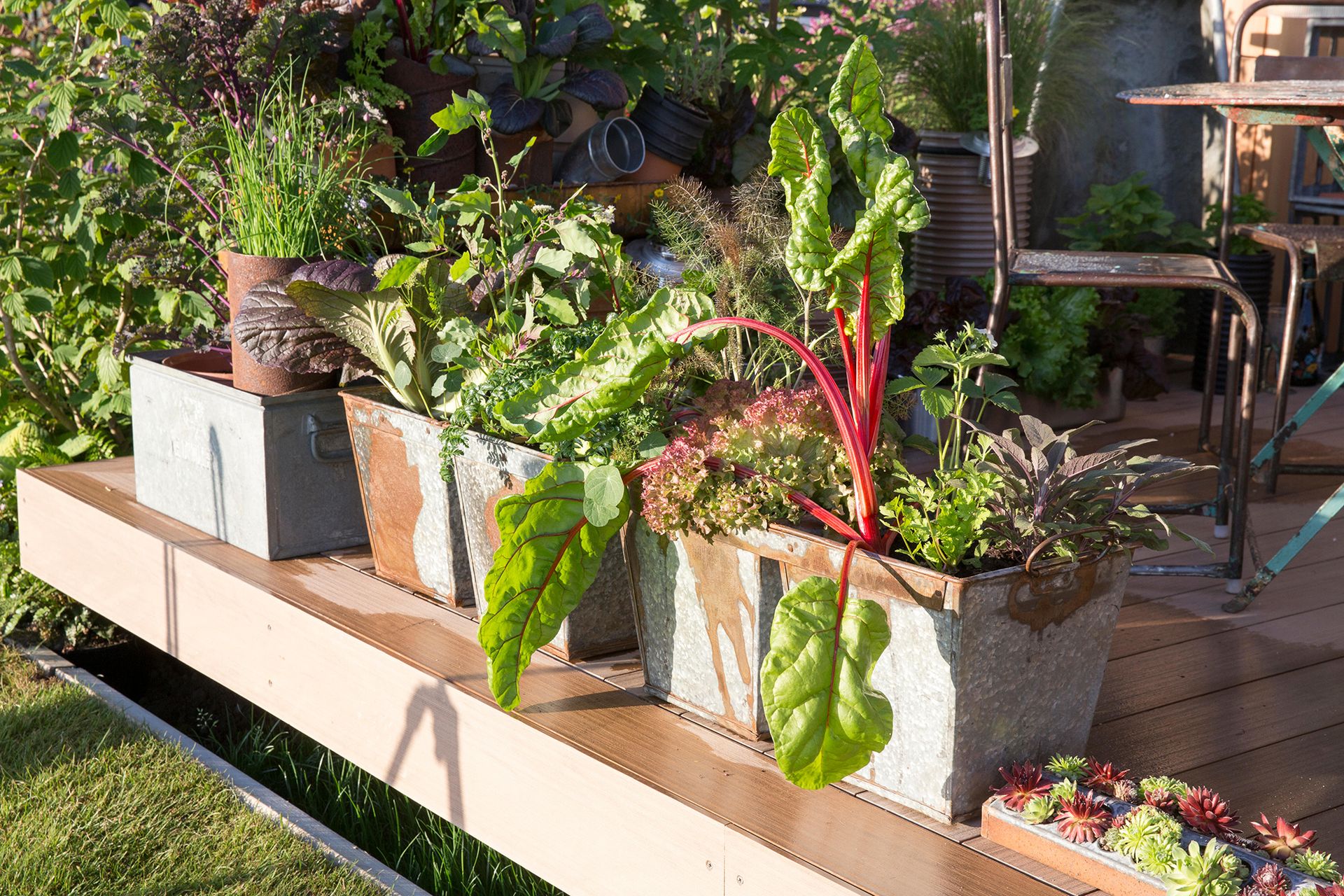 Decking area with vegetable kitchen garden and herbs growing in recycled galvanised metal containers