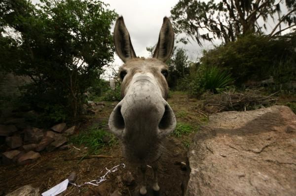 A local inhabitant
