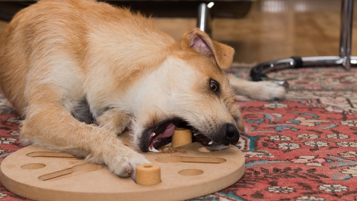 brain games for dogs - a dog trying to get a treat from a wooden puzzle
