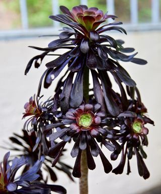 Black rose - Aeonium arboreum 'Zwartkop'