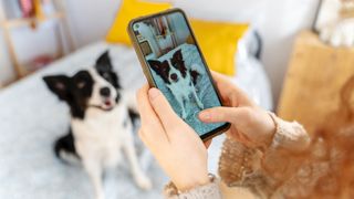 Woman taking photo of dog