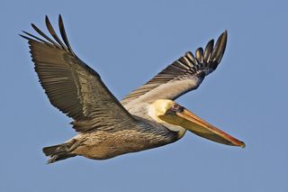 species, types of pelicans, where pelicans live