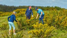 Three golfers hunting for a ball in gorse, one of them pointing to where he has seen a ball