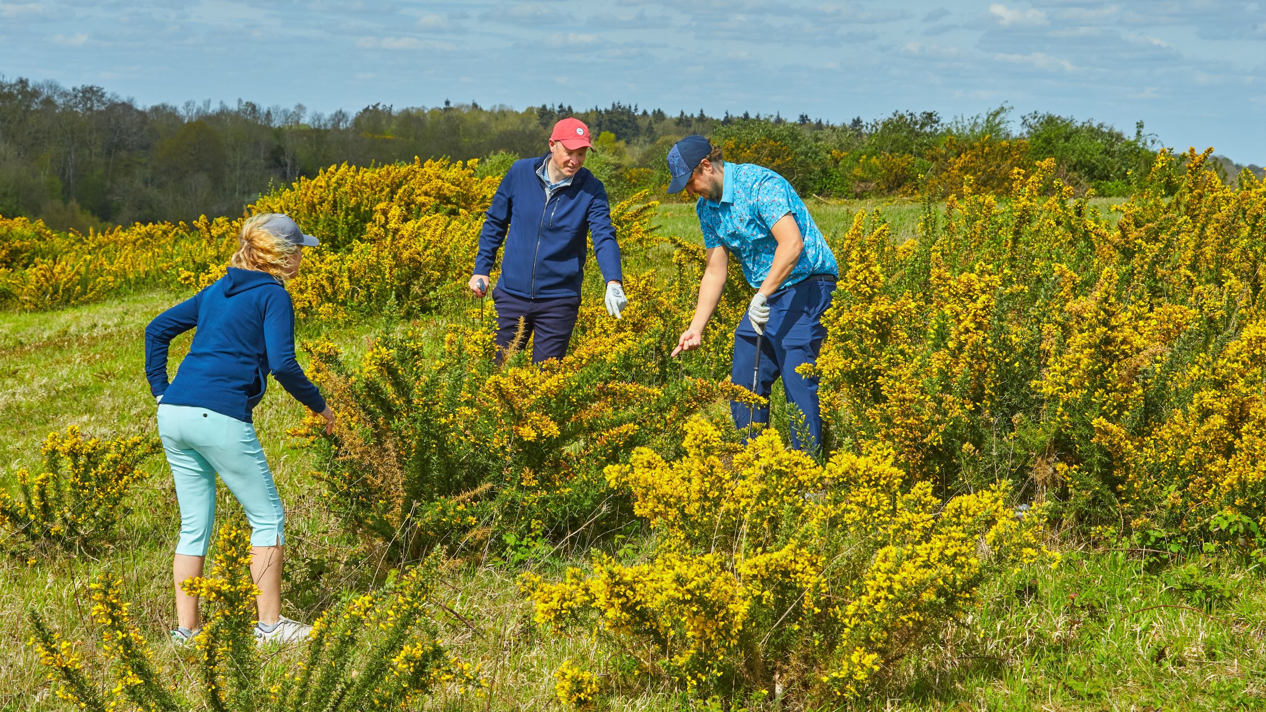 Three golfers hunting for a ball in gorse, one of them pointing to where he has seen a ball