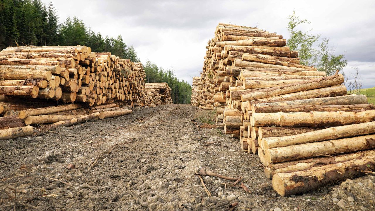 piles of lumber at the edge of a forest