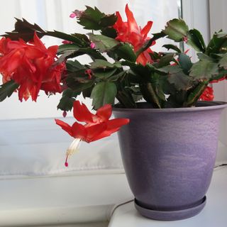 Red flowering Christmas cactus houseplant in purple pot on windowsill