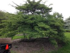 Large Thornless Cockspur Hawthorn Tree