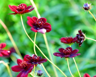 chocolate cosmos