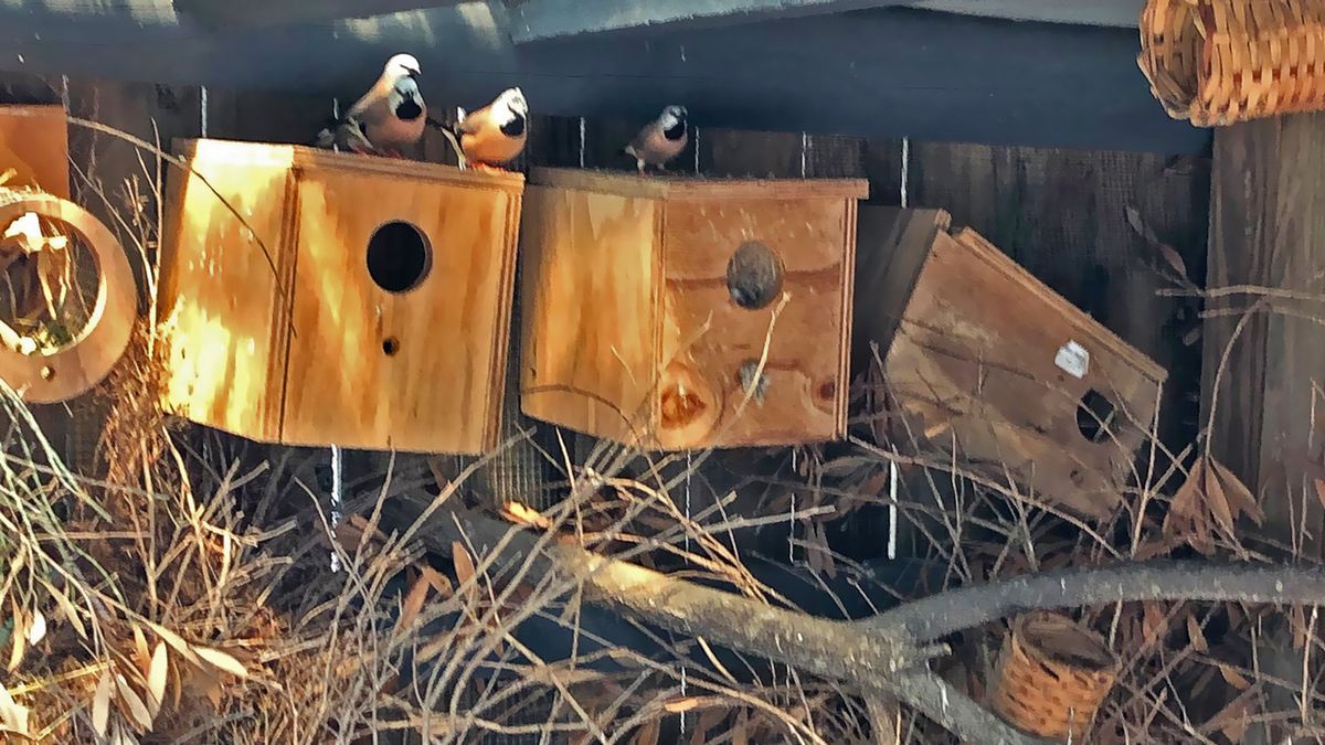 The Belgian Gardens State School in Australia is breeding endangered finches.