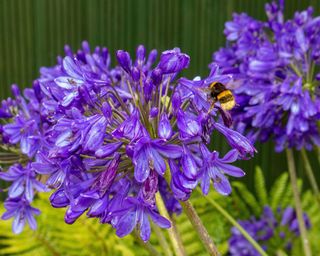 The eye-catching flowers of 'Brilliant Blue' agapanthus