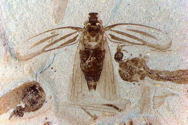 Two fossil crane flies flank an extraordinarily preserved tree hopper.