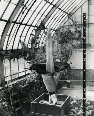 The first flowering corpse flower in the Western Hemisphere stood more than 8 feet (2.4 meters) tall.