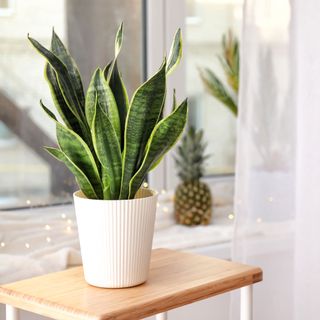 snake plant with wooden table