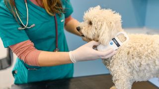 vet checking dog microchip