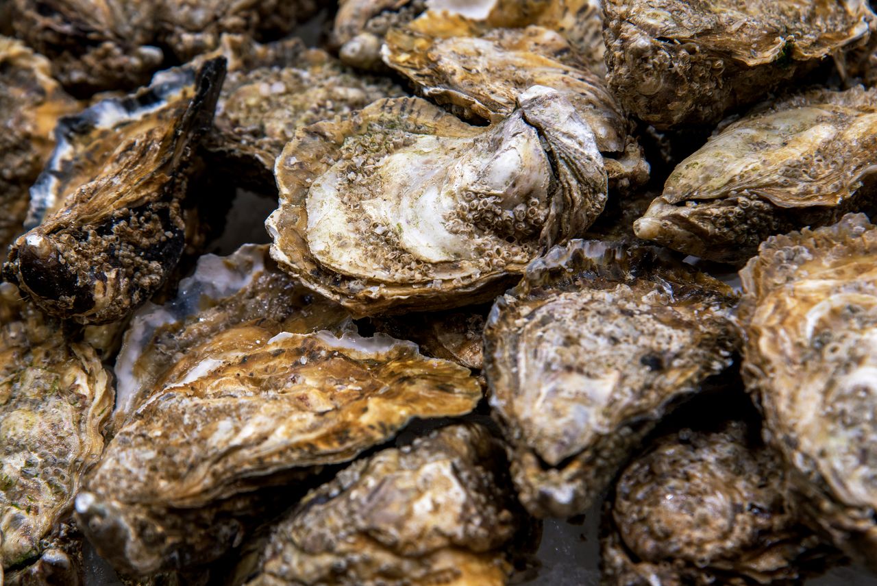 Oysters.