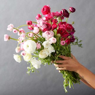 bunch of white and pink ranunculus