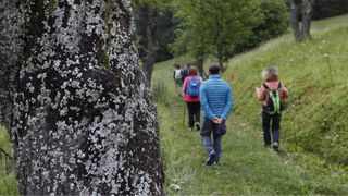 group of people walking away from the viewer on an easy forest trail