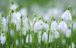 Snowdrops - Galanthus nivalis UK