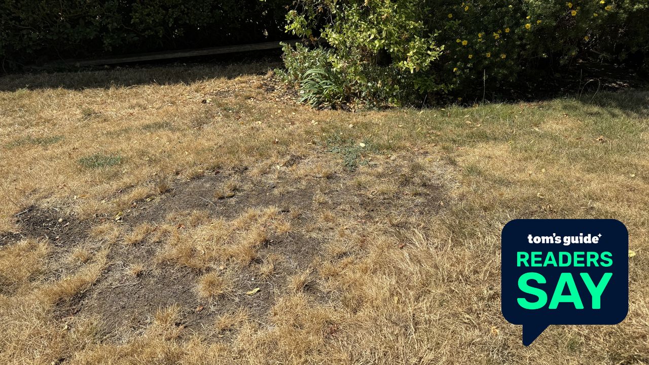 We asked over 3,000 people what their biggest lawn care challenges were — and one answer came out on top