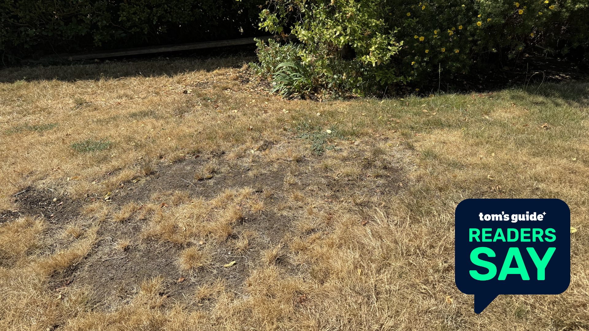 A patchy lawn