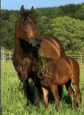 Horses for sale under &amp;pound;1,000