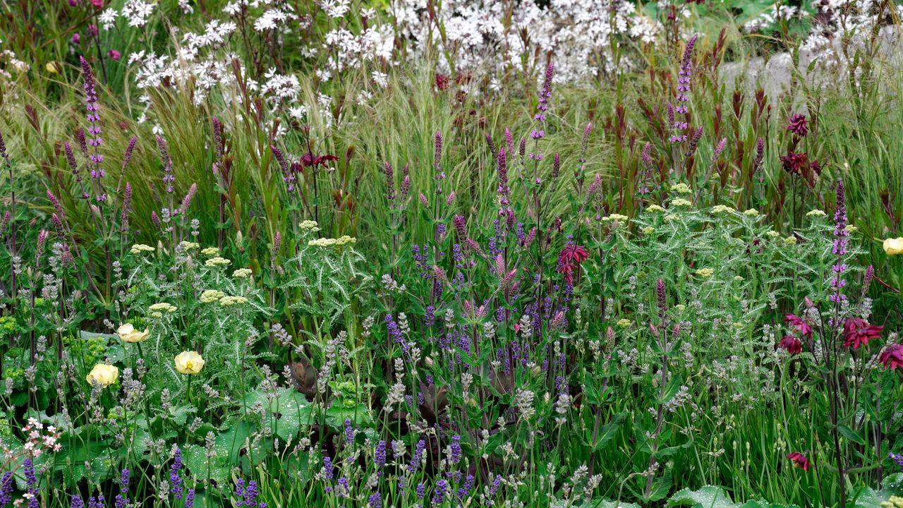 Mediterranean plants including Trollis, Lavender, Lychnis, Alchemilla, Stipa and Aquilegia