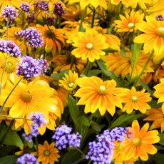 gold and yellow flowers with purple verbena