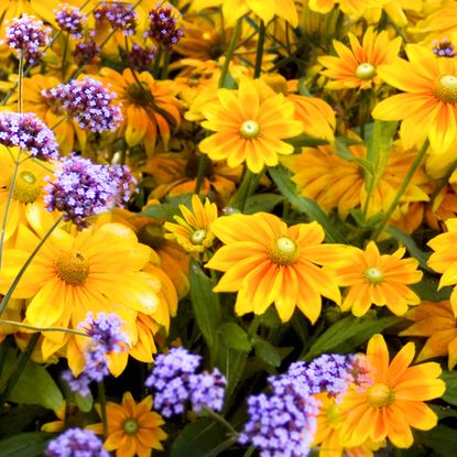 gold and yellow flowers with purple verbena