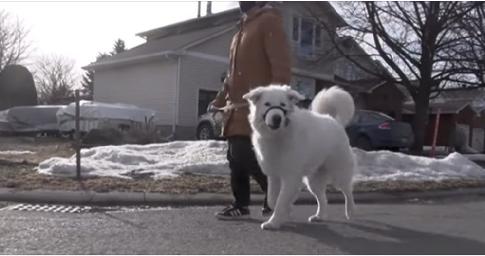 Just before Clover the dog saves owner CTV footage shows her out walking with Hayley in the minutes before she collapses